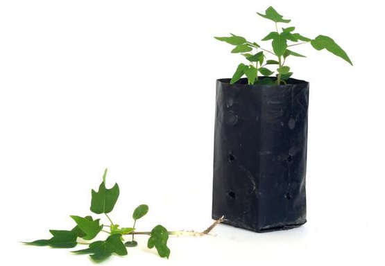 用無(wú)紡布種植袋種蔬菜如何