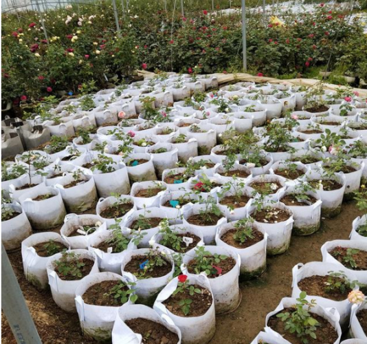 加厚無(wú)紡布植樹(shù)袋耐曬嗎