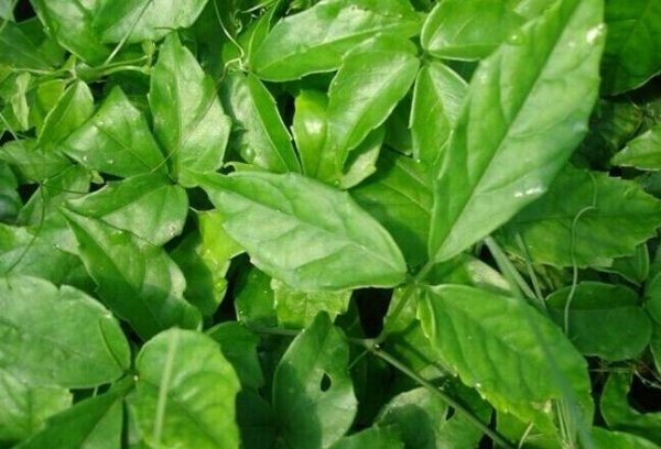 三葉青用無(wú)紡布袋種植好嗎