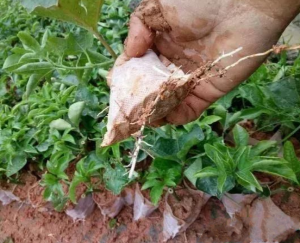 百香果苗的無(wú)紡布袋能種植嗎？